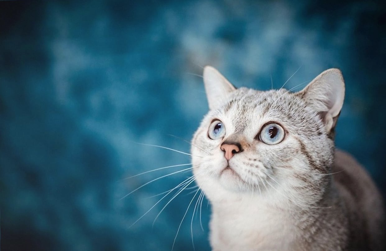 Kattenverzorging aan Huis