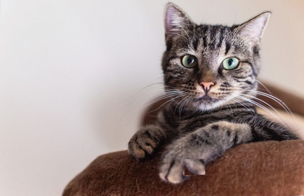Zorgproject voor drie katten